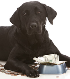 dog with money