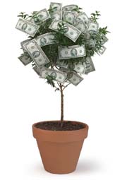 money on tree