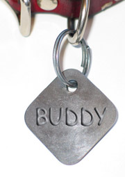 dog collar with tag and Buddy name