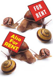 snail shells for rent