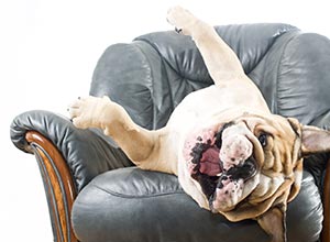 dog on sofa