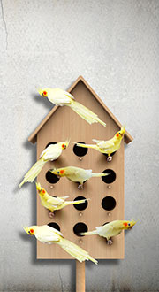 7 birds sharing a nest