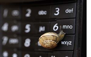 snail on telephone