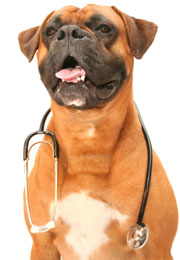 dog with stethoscope