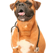 dog with stethoscope
